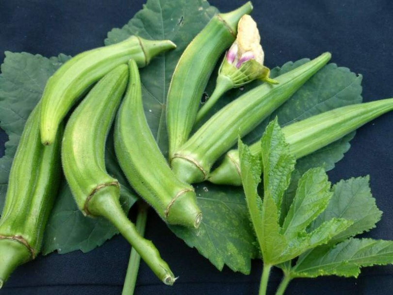 Clemson Spineless okra - Különleges növények az Egzotikus Növények Stúdiója kínálatából